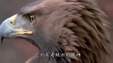 老鹰把人当作了猎物，突然发起攻击，镜头拍下全过程！