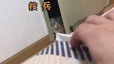 可爱的猫猫，你是要吓死我嘛？怕什么天道轮回  萌宠 震惊