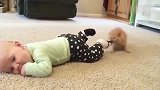 狸花猫：人类幼崽可真好玩啊，还傻乎乎的