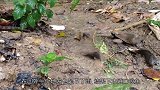 一场暴雨后，成千上万的生物漂浮在河面，引村民的恐慌