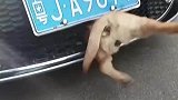 小狗路上不小心，就钻到了车头里