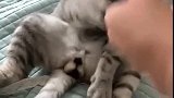 猫：我要是什么都会，还要你干嘛啊！