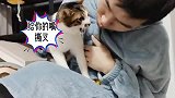 养猫后，谈恋爱约会都得偷偷摸摸的！第一次见醋劲这么大的猫咪！