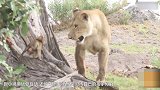 母狮消灭母狒狒后 把小狒狒当自己孩子养 喜欢当后妈