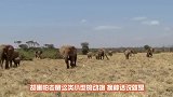 为什么五毒之一的蜈蚣，毒不死大公鸡，看完你就知道答案了