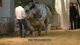 越强壮越可怜，这种浑身肌肉的“怪牛”，一生要做数十次剖腹产