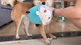 来～～大家一起来云撸狗吧……