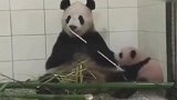 熊猫吃竹子一次次推开宝宝，突然想起娃是亲生的，神反转太可爱了