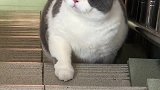 这是一只猪猫肥猫