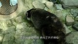 一只患有强迫症的浣熊，盖井盖视频走红，游客用镜头记录下全过程