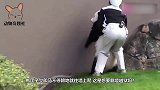 小白虎贪玩不肯回家，结果虎妈一声吼叫后，镜头拍下搞笑一幕