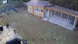 老鹰抓住孩子，飞不起来还反被家长抓住，真是太悲催了