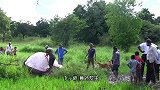 为什么大象尸体千万别靠近有人偏不听，结果被吓得口吐芬芳！