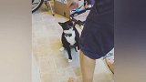 铲屎官在喵星人面前跳舞！猫：你能消停一会不