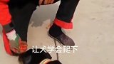 让犬学会爬下