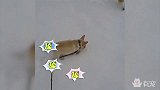 蠢萌小柯基钻到主人搭的雪洞里迷路了！？