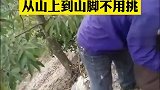 农民收山核桃的方式，真的好厉害