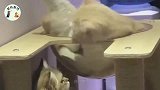 猫咪在上层猫窝舒服躺着，小伙伴要求挠痒痒，猫咪伸爪抵墙才挠到