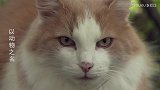 实拍猫狗屠宰场：狗狗吓得全身哆嗦，猫咪直接被放进热水