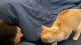 养猫之后才发现猫咪真的能懂人类的情绪，我不开心的时候它总会用自己的方式哄我 #爱宠来狂欢 #萌宠出道计划