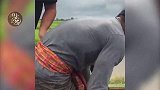 播求放下拳王身份，又一次下地种田，赢得大量中国拳迷赞扬！