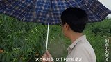 湖南九九雨天逛桃林，桃花运浓浓，满满一桶摘回家