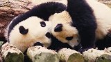 大熊猫首个国际形象“阿璞”发布，太可爱了