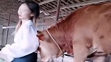 小牛看到美女，就开始撒娇求抱抱，太好笑了！