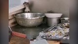 山西运城一医院餐厅多只老鼠上桌偷吃食物 学猫叫都没被吓跑