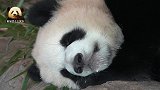 熟睡中的熊猫宝宝有多治愈？看完以后什么压力都没了