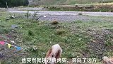 遛狗的最高境界：抱着氧气袋撵狗。
