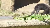 猩猩闲得无聊，在动物园里做家务