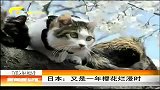 新闻夜总汇-20120406-日本：又是一年樱花烂漫时