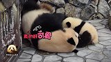 熊猫妈妈睡觉喂娃两不误，宝贝开心喝neinei的画面好治愈