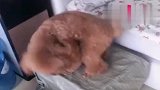 家中泰迪突然蹦迪，在盒子上抖了起来，这是在做什么