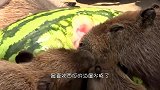 饲养员递给大象一个西瓜，看它的吃瓜方式，隔着屏幕都觉得噎得慌