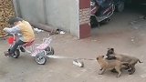 这三只小奶狗真是太调皮了，小萌娃在骑车，它们三个在后面拽！