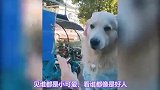 金毛为什么不能做警犬？