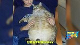 原来真的有这么肥的猫，世界上最肥的五只猫让铲屎官表示很吃力！