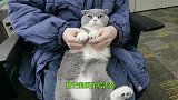 为什么说养猫咪,千万不要做“去爪手术”？