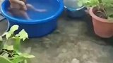 狗子自己坐到盆子里洗澡