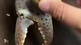 原来螃蟹的钳子还能用来夹核桃呢
