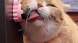 第一次看见我家公猫吃醋的样子
