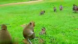 傍晚来临，猴王在草地上逛逛