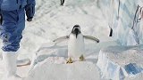 太萌啦！实拍中国最北极地馆胆小好奇的白眉企鹅日常，腿短身长走起路来摇摇晃晃