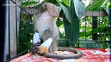 珍妮特大声呼喊妈妈，这一刻它十分想念猴妈
