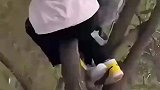 男童贪玩在路边爬树，结果不慎摔倒在护栏上，兄弟变成姐妹了