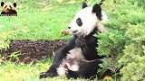 熊猫圆梦和妈妈比赛吃竹子，开心在地上打滚：熊生真美好