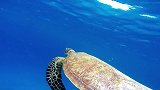 蔚蓝档案，没想到海龟竟然吃水母
