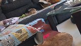 维维又开始嘚瑟破橘猫腿，皮皮正在酝酿一场大戏